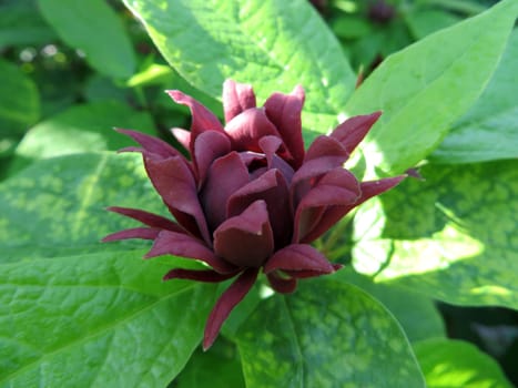 real spice bush - Calycanthus floridus
