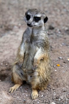 Meerkat
