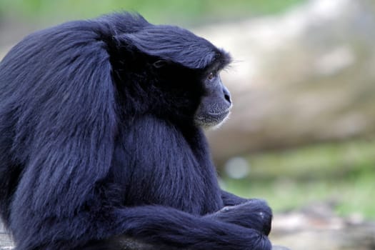 Siamang