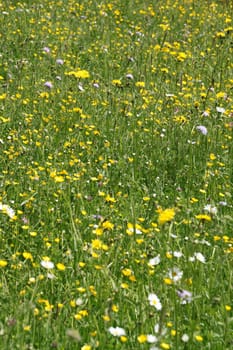 Yellow flower meadow