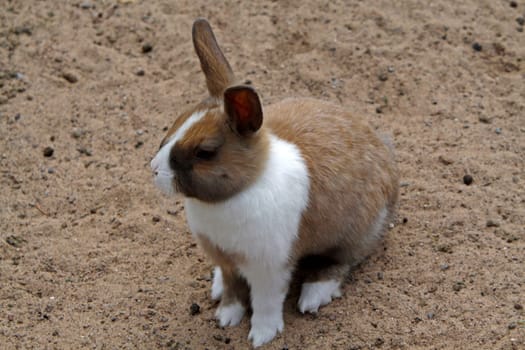 Rabbit