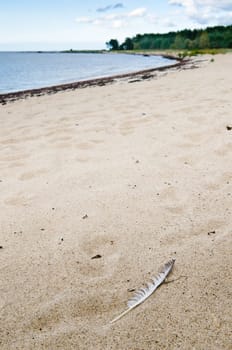 Sandy seacoast and feather of the seagull in the foreground