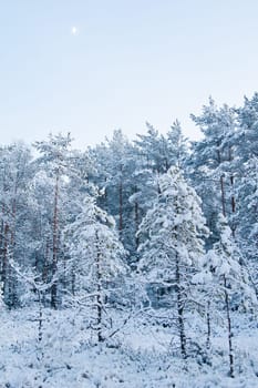 winter landscape in the forest