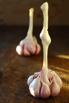 Closeup view with shallow dof of cloves of fresh healthy aromatic garlic on a bulb standing on an old wooden table top