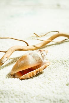 Seashell with drift wood left behind on the golden beach sand by the receding tide