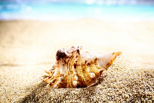 Seashell washed up by the tides lying on beach sand with an ocean backdrop and shallow dof