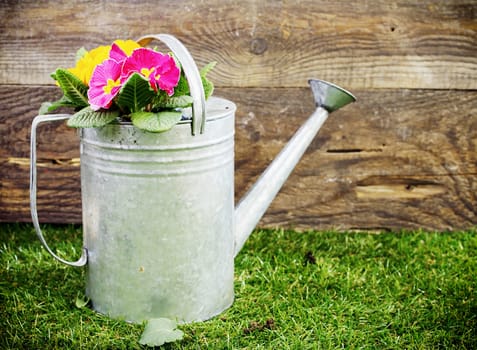 Old galvanised metal watering can filled with colourful summer flowers standing on a neat green lawn in front of the wall of a rustic wooden shed