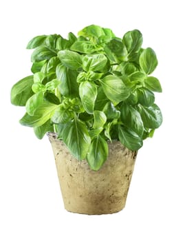 Fresh basil leaves in an old grunge flowerpot used as a seasoning, flavouring and garnish in cooking, isolated on white