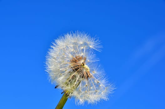 Dandelion Dandelion