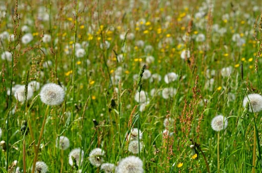 Summer meadow grass