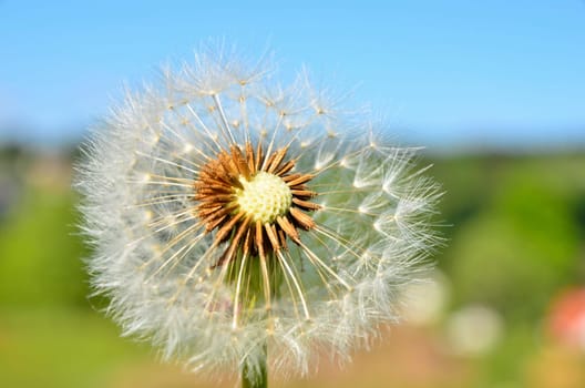 Dandelion Dandelion