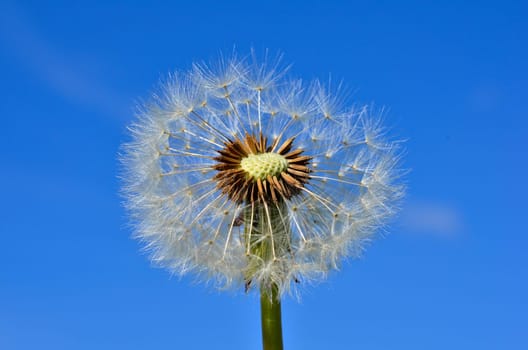 Dandelion Dandelion