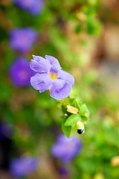 Horizontal capture which has been rotated CW for displaying portrait. Fluted with five petal Purple Impatiens found in many regions of the Indian continent, this capture was near Pavna lake in Maharashtra India