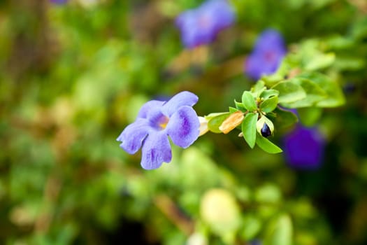 Horizontal capture of fluted flower deep rich blue and purple with five petals Purple Impatiens found in many regions of the Indian continent, this capture was near Pavna lake in Maharashtra India