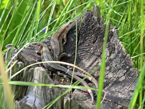 Four wood lizards sunbathing