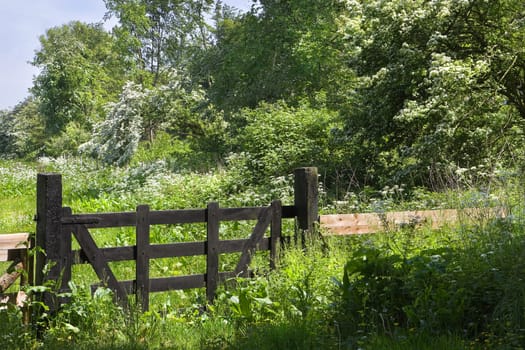 Blooming flowers in meadows and fence in spring sunshine