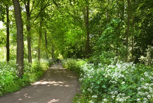 Walking path in forest with blooming Cow parsley in spring - vertical