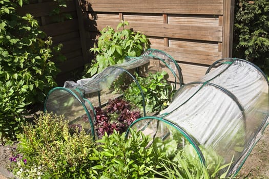 Fruit- and grocery plants in small greenhouses to cultivate by children in a corner of the garden