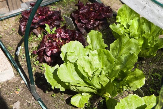 Vegetables salad and endive growing in small greenhouse in garden