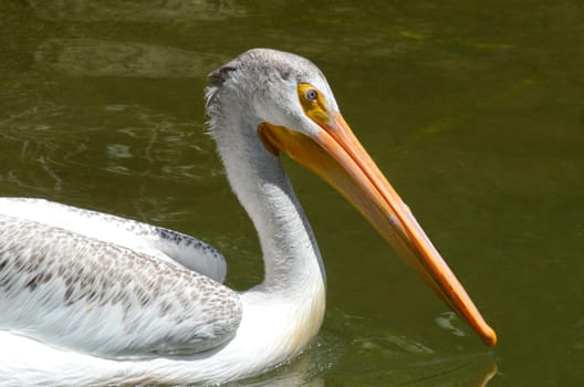 Pelican looking right, with water in background