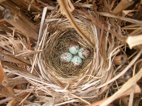Robin's bird nest with four eggs