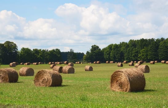 Fresh bales of hay with trees and blue skies