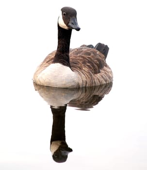 Canada goose with perfect reflection in river