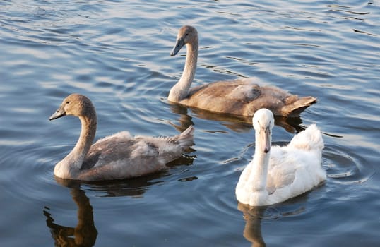 mute swan cygnets swimming
