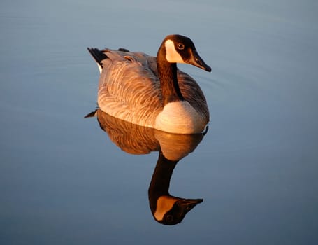 Canada goose reflected in river - sunset