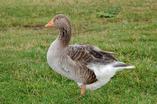 Graylag goose on grass - Anser anser