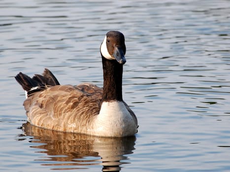 Canada goose in river