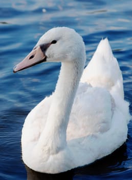 Cygnet swimming