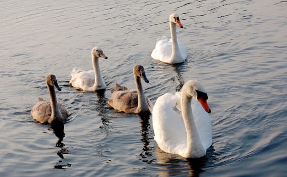 Mute swan family in lake at sunset