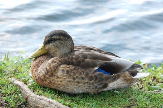 Black duck head close-up