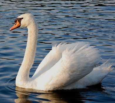 Mute swan in lake at sunset, facing left