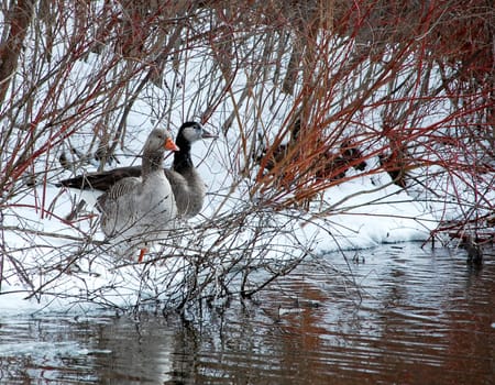 Graylag and speckled geese standing guard on winter shore