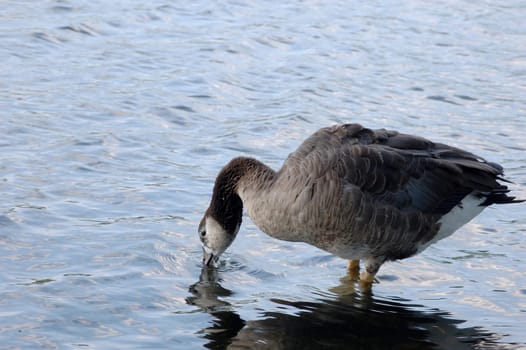 Canada goose drinking in lake