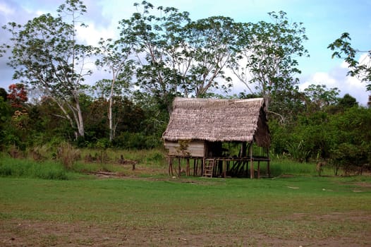 Amazon jungle single hut