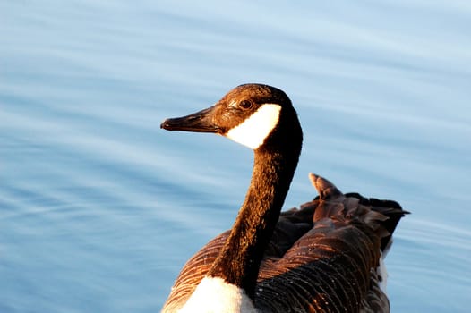 Canada goose in river looking at sunset, horizontal