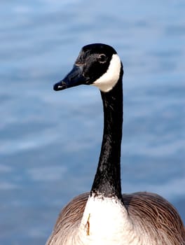Canada goose head and neck close-up, in water