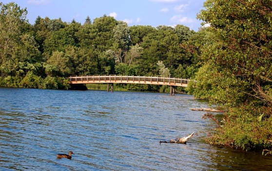 Bridge over river with duck in foreground