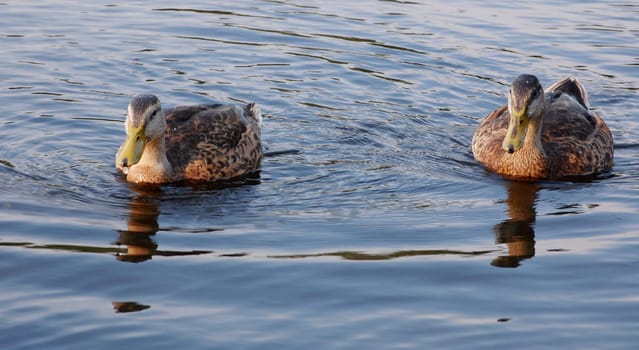 Two black ducks looking ahead