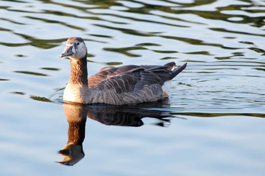 Speckled goose in water