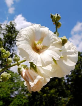 White hollyhock