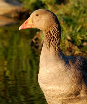 Graylag goose close-up - Anser anser
