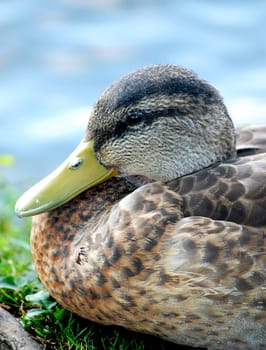 Black duck head close-up