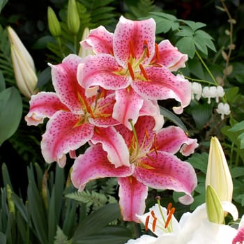 Three pink daylilies in garden
