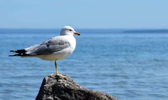 Seagull on rock at Mackinac Island, overlooking lake Huron