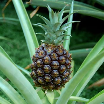 Pineapple in tree, University of Michigan botanical garden