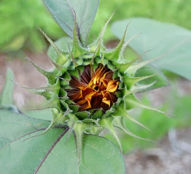 Sunflower bud just starting to open in the spring